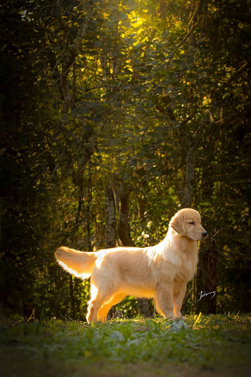 Exemplar Winkel's Golden